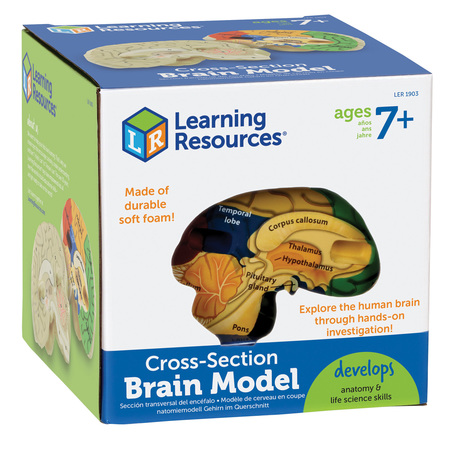 LEARNING RESOURCES Soft Foam Cross-Section Human Brain Model 1903